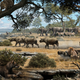 Illustration for article titled How bear dogs and sabre tooth cats lived side-by-side over 9 million years ago